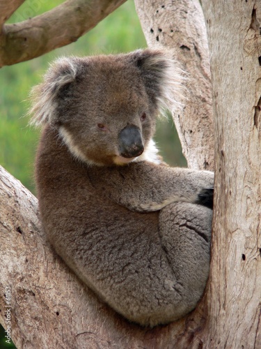 Photography koala in fork of a tree