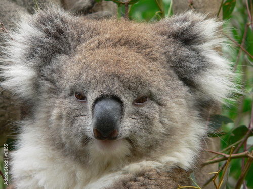 koala #61155