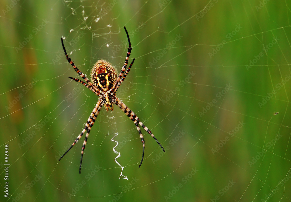 making web making web