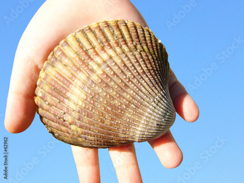 hand with shell