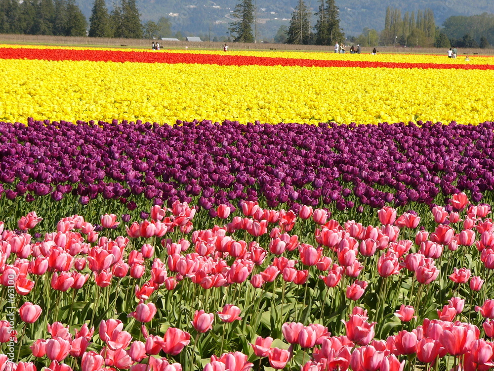 pink, yellow tulip