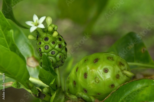 noni