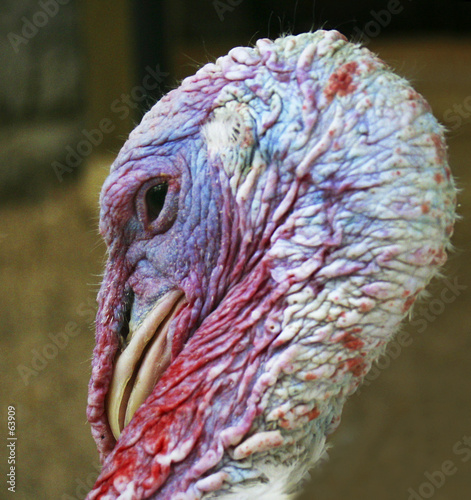 turkey-cock