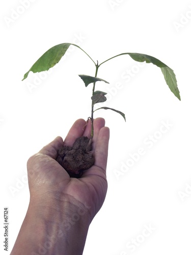 new growth