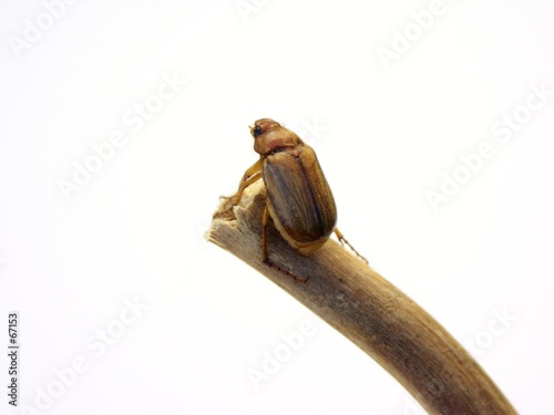bug