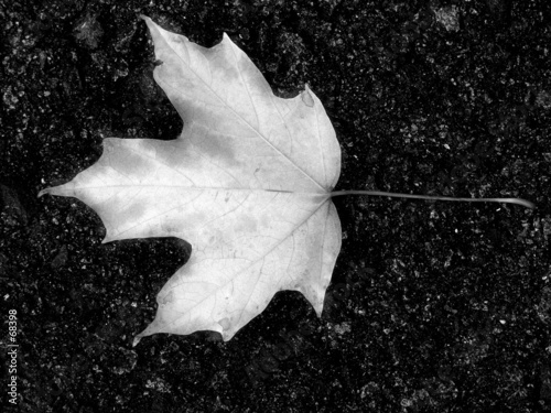 fallen leaf