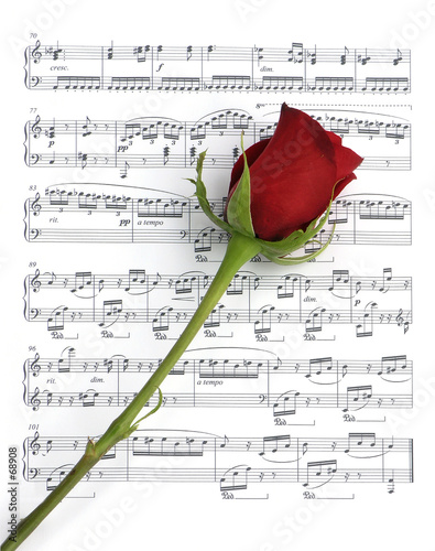 single music rose