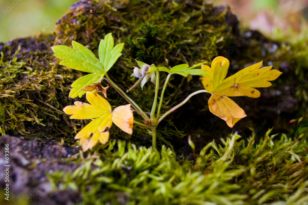 Foto yellow leaf