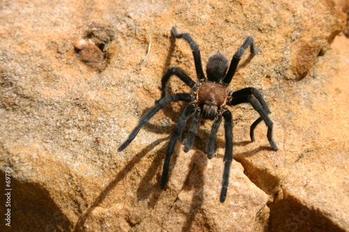 giant hairy tarantula