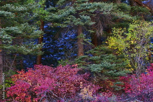 fall foliage
