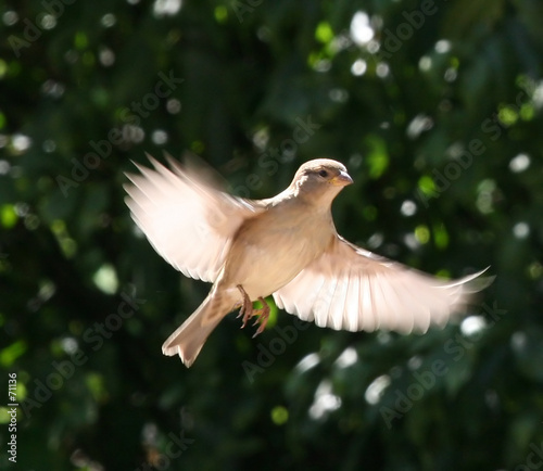 sparrow mid flight