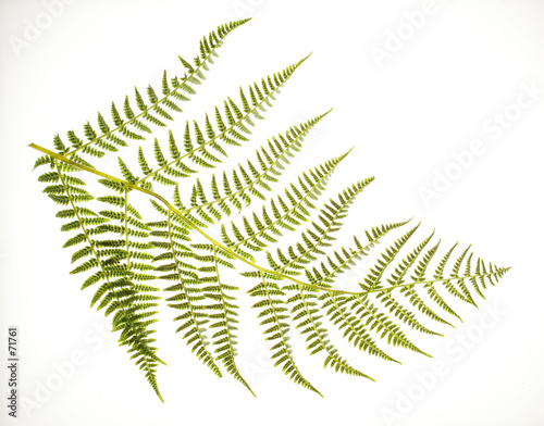 fern frond on white