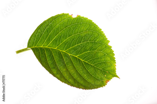 hydrangea leaf on white photo
