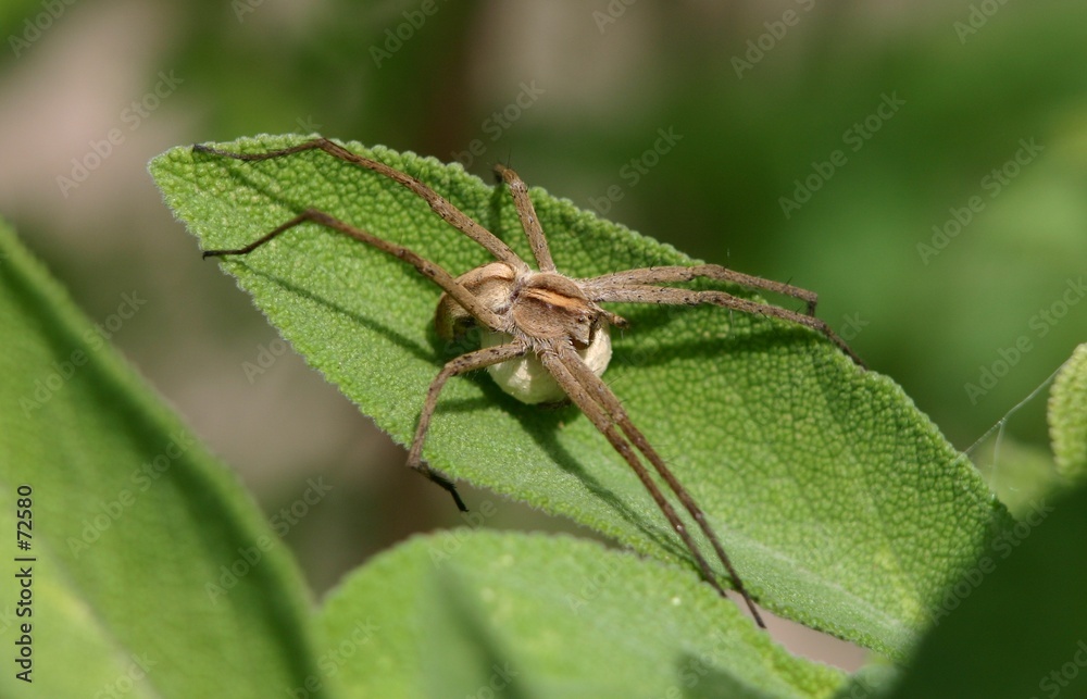 Naklejka premium araignée