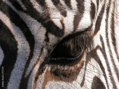 zebra – close-up on eye #72729