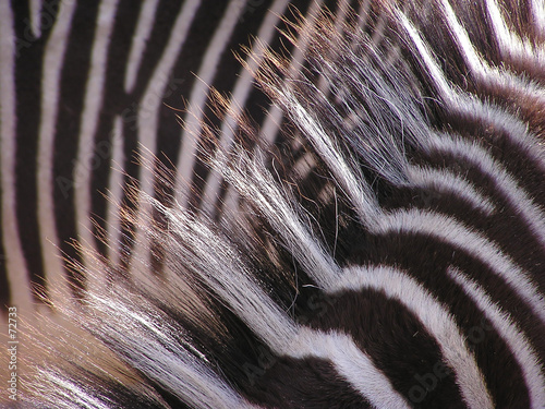 zebra – hair with sunlight