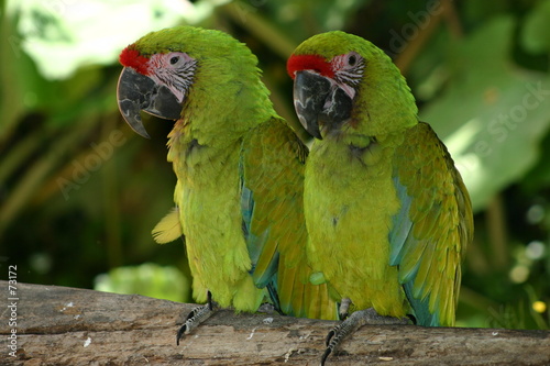 couple de perroquets verts