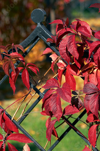 red ivy decoration