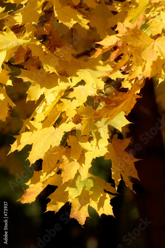 yellow branch