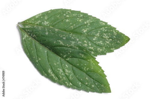 peppermint