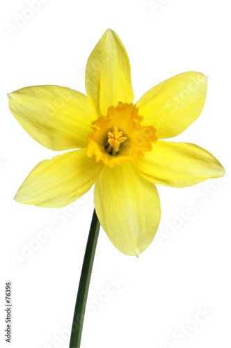 daffodil