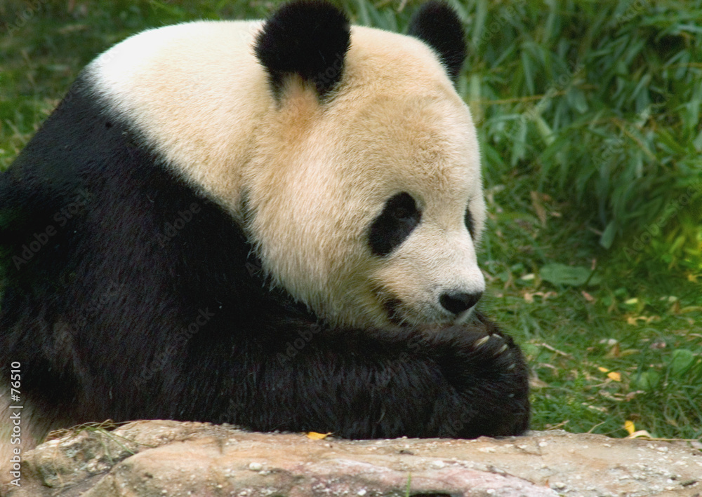 giant panda 2 giant panda 2