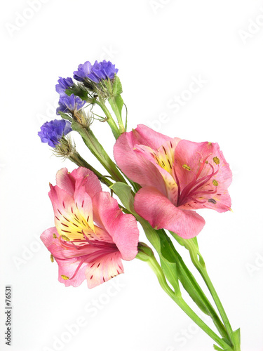 alstromerium and statis photo