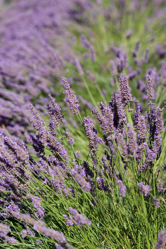 Obraz premium lavender field