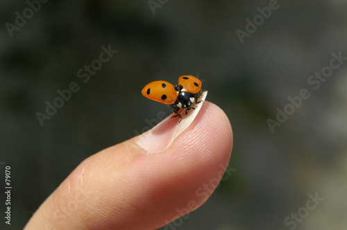 coccinelle