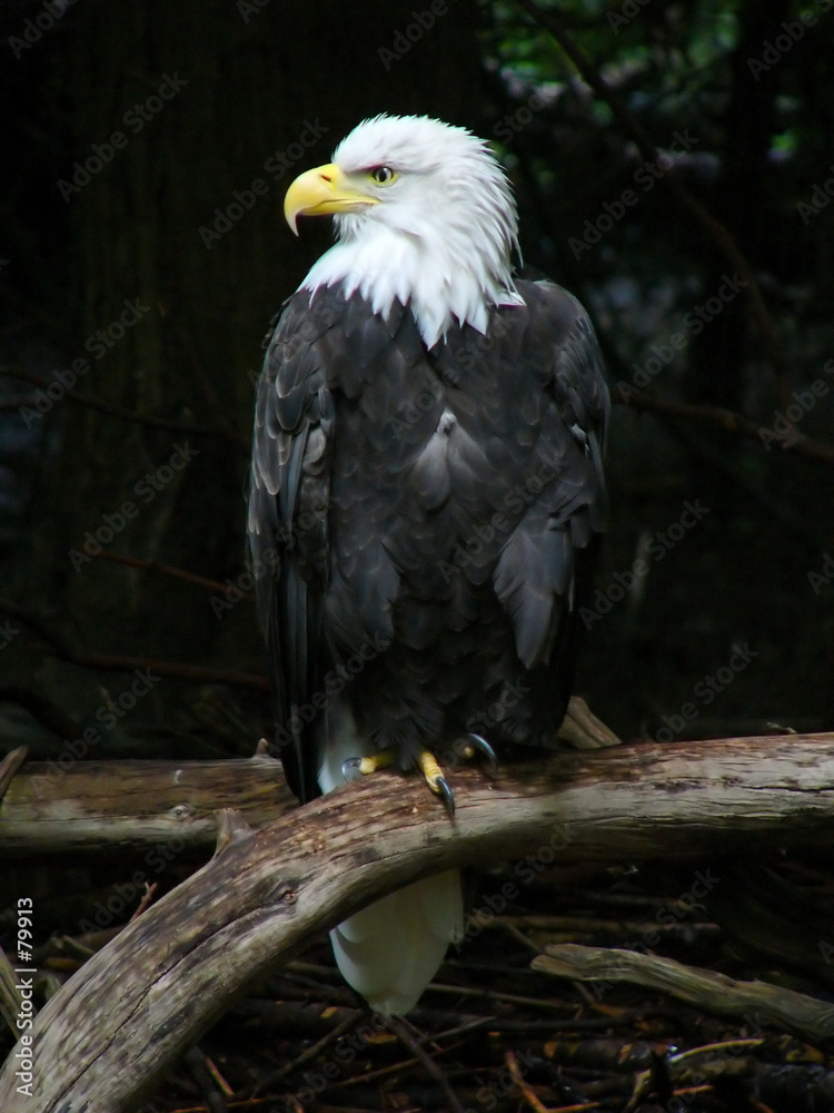 Obraz premium bald eagle