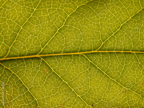 green leaf with structure