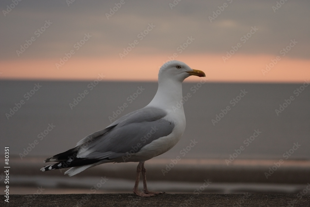 Obraz premium seagull on wall