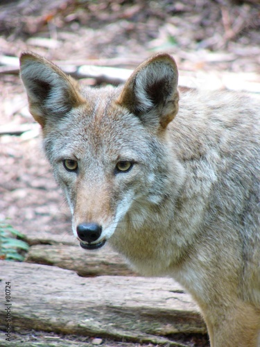 coyote portrait