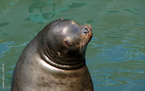 sea-lion