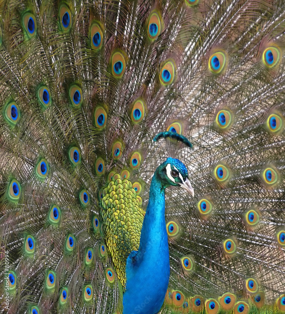 Obraz premium peacock 2875