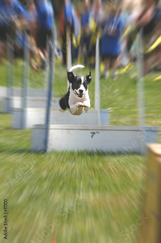 flyball photo