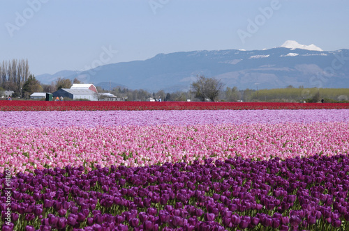 tulip field 3650