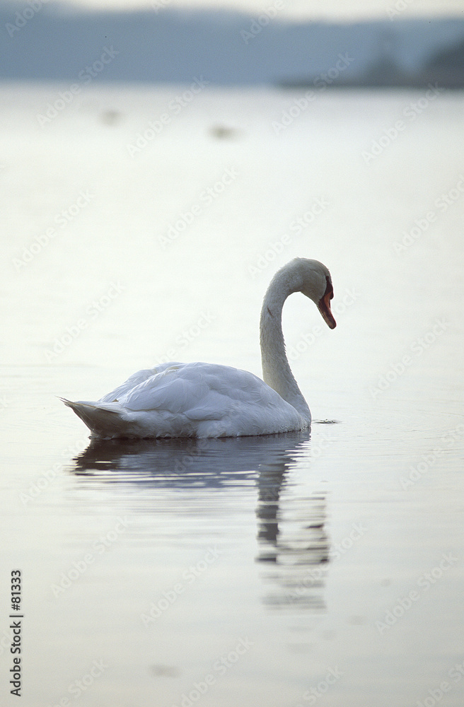 Naklejka premium cygne