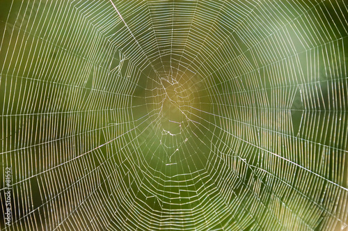 spiders web