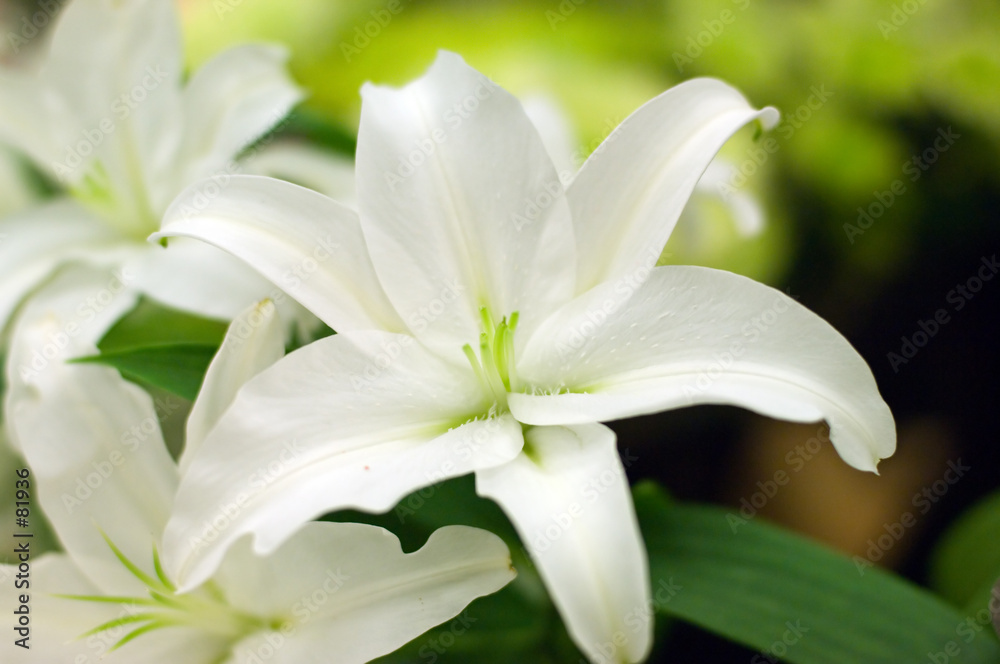 white lilly white lilly