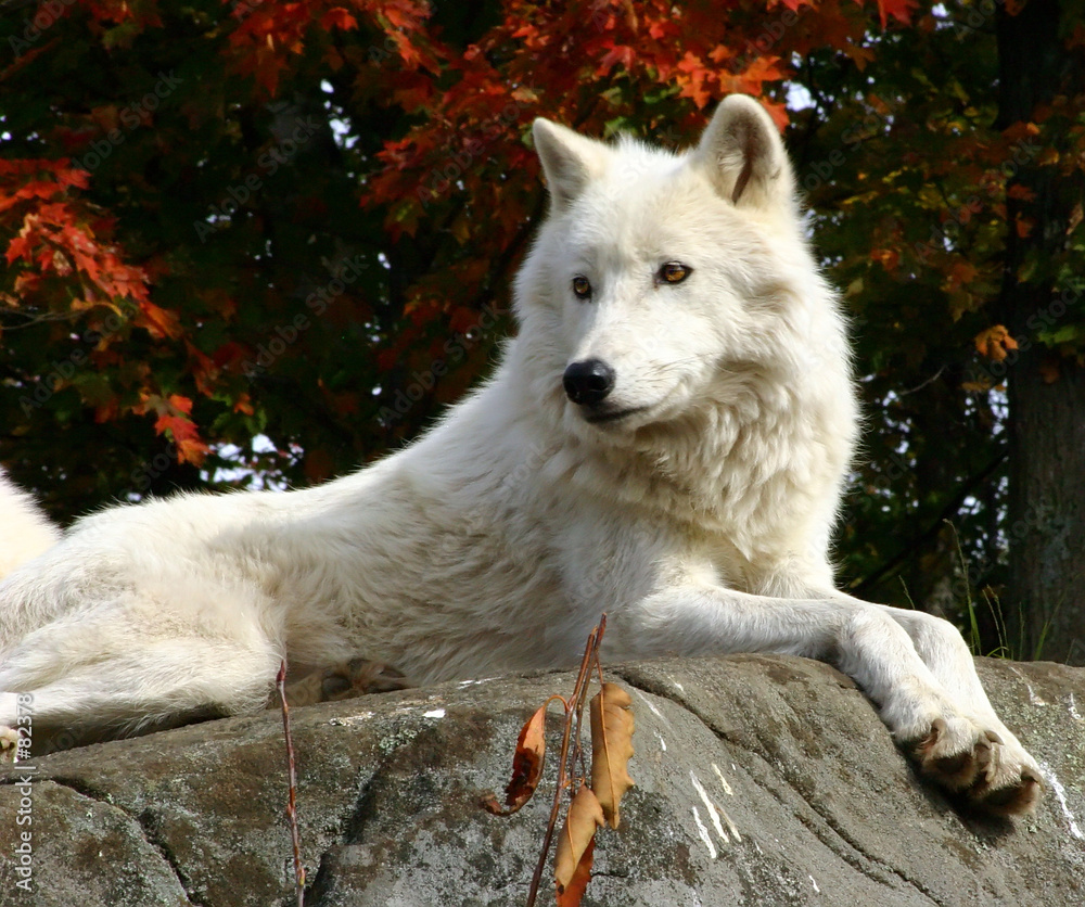 Obraz premium arctic wolf laying on a rock