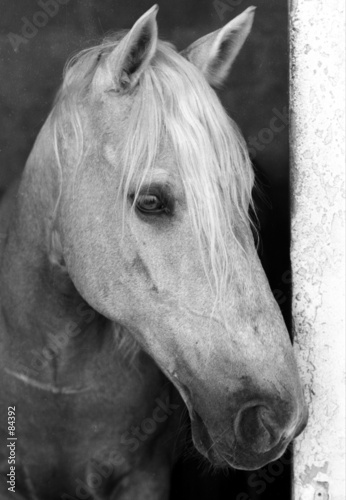 portrait d'un cheval palomino