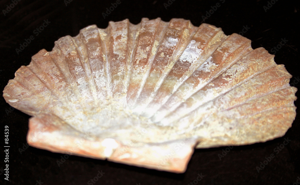 fan shell fan shell