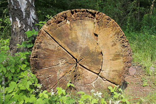 Obraz na plátně oak tree with annual rings