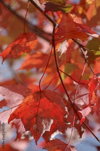 colorful l transparent leaves