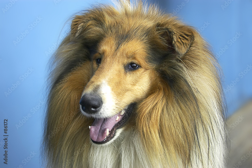 dog -  collie