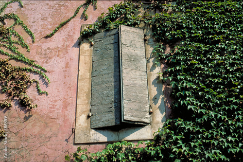 fenêtre couverte de lierre