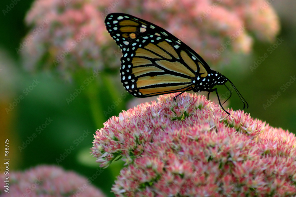 monarch butterfly monarch butterfly