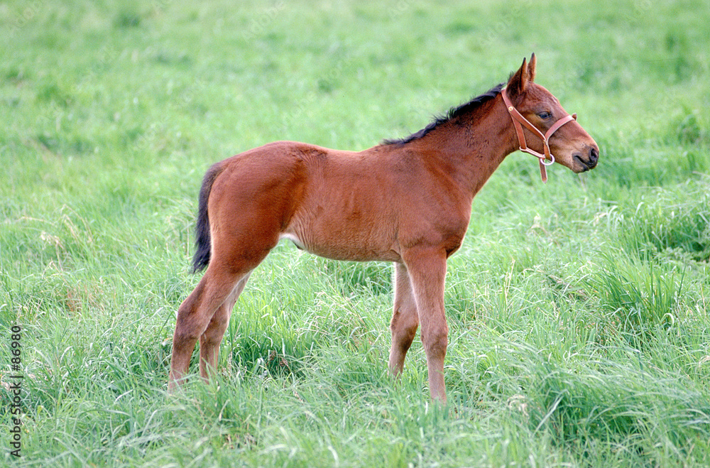 Fototapeta premium poulain au pré