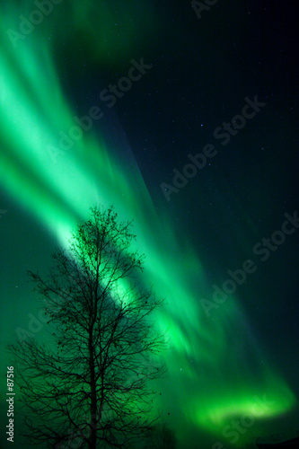 aurora and a tree